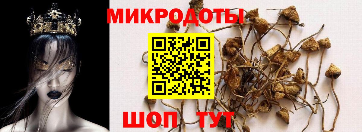 Галлюциногенные грибы Psilocybine cubensis  Георгиевск  Псилоцибиновые грибы мицелий 