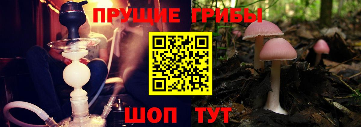 Галлюциногенные грибы прущие грибы Георгиевск